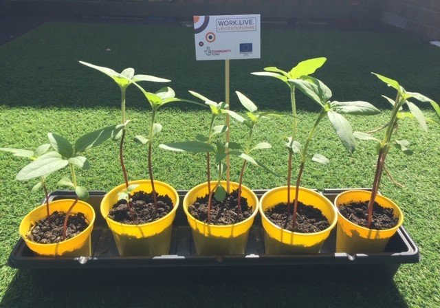 Image of sunflowers starting to grow with the WiLL logo in the background.
