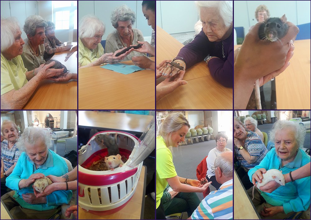 A collage of 8 images. Older people with a snake, giant sail, millipede, albino hedgehog and rats, and a tarantual